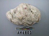 藏品(貝殼)的圖片